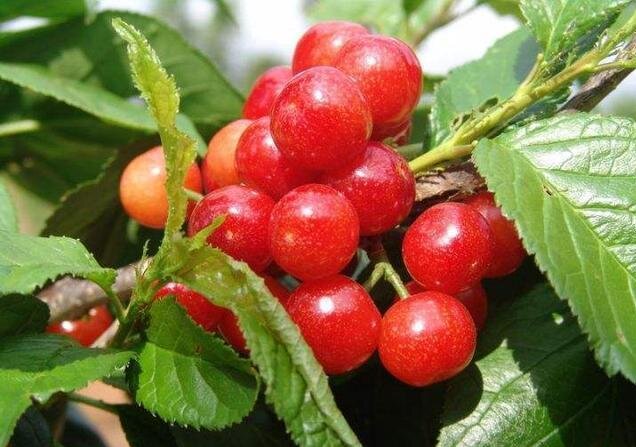 01 Acerola Powder