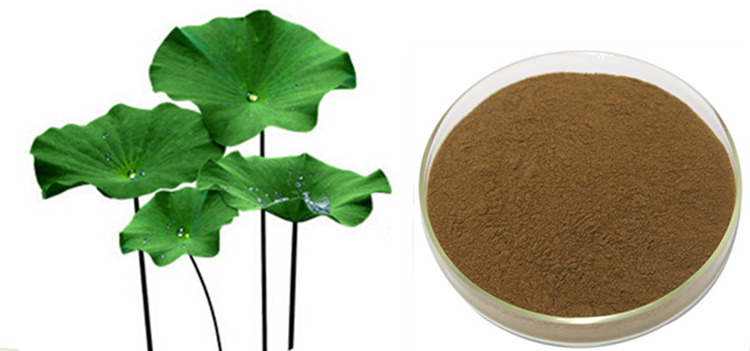 05 Lotus Leaf Extract