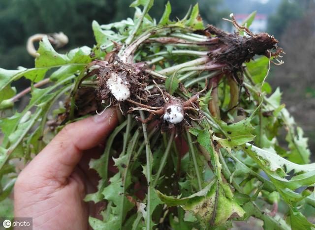 09 Dandelion Root P.E