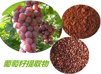 17 Grape Seed Extract