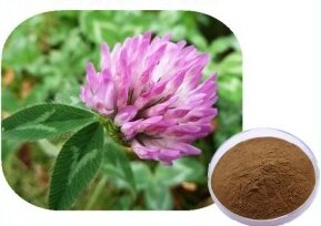 18 Red Clover P