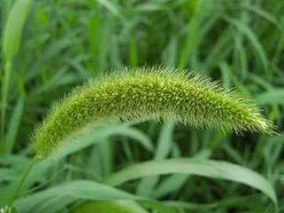 22 Horsetail Extract