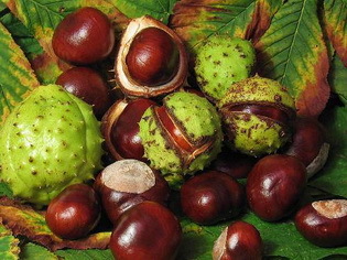 23 Horse Chestnut Extract