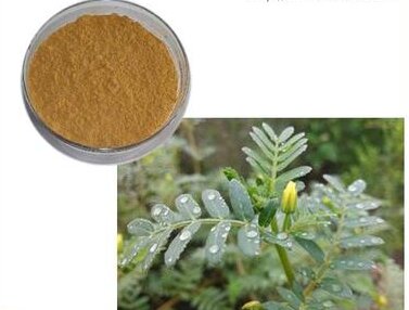 24 Tribulus Terrestris P