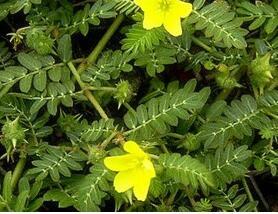 35 Tribulus Terrestris Extract